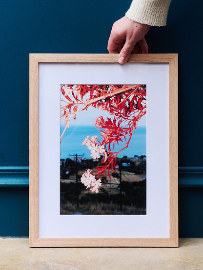 L'hommage d'Apollon, 2023