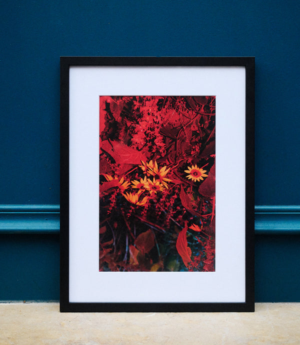 Le jardin de Moly, 2023